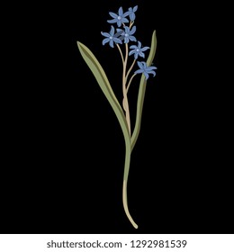Isolated vector illustration. Mercury Bluebell flower. (Scilla). Hand drawn art. Vintage style. On black background.