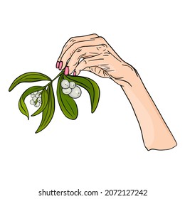 Isolated vector illustration of mistletoe branch. Christmas mistletoe symbol, logo element, icon, blank for designer