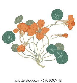 Isolated vector illustration.  Nasturtium plant. Branch with leaves and flowers. Tropaeolum.