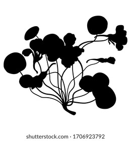 Isolated vector illustration. Nasturtium plant. Branch with leaves and flowers. Tropaeolum. Black silhouette on white background.