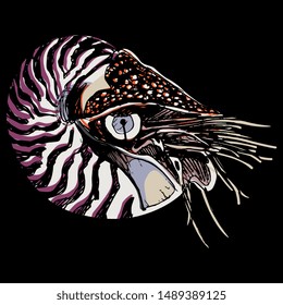 Isolated vector illustration. Nautilus belauensis. Marine mollusk. Hand drawn sketch. On black background.