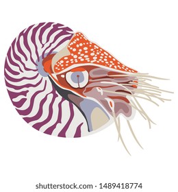 Isolated vector illustration. Nautilus belauensis. Marine mollusk.