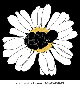 Isolated vector illustration. Newborn baby sleeping in a daisy or chamomile flower.