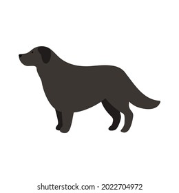 Isolated vector illustration of a Newfoundland dog