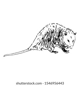 Isolated vector illustration of North American opossum. Virginia opossum. (Didelphis virginiana). Hand drawn linear ink sketch. Black and white silhouette.