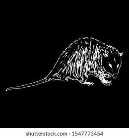 Isolated vector illustration of North American opossum. Virginia opossum. (Didelphis virginiana). Hand drawn linear sketch. White silhouette on black background.