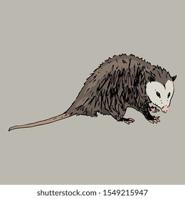 Isolated vector illustration of North American opossum. Virginia opossum. (Didelphis virginiana). Hand drawn colorful sketch.