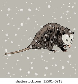 Isolated vector illustration of North American opossum in winter. Virginia opossum under snowflakes. (Didelphis virginiana). Hand drawn colorful sketch.