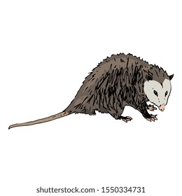 Isolated vector illustration of North American opossum. Virginia opossum. (Didelphis virginiana). Hand drawn colorful sketch.