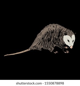 Isolated vector illustration of North American opossum. Virginia opossum. (Didelphis virginiana). Hand drawn colorful sketch. On black background.