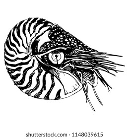 Isolated vector illustration. Ocean mollusk Nautilus Pompilius. Hand drawn linear ink sketch. Black silhouette on white background.