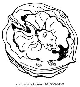 Isolated vector illustration. Open walnut half on black. Black and white silhouette.