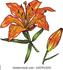 Isolated Vector Illustration Orange Tiger Lily Stock Vector (royalty 