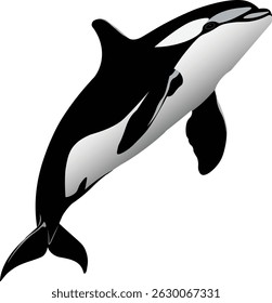 Ilustração em vetor isolada de uma orca killer whale side view. 
