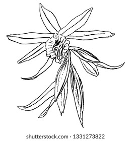 Isolated vector illustration. Orchid flower. Hand dawn linear doodle ink sketch. Black silhouette on white background.