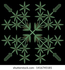 Isolated vector illustration. Ornate square floral decor with hemp or cannabis plants. On black background.