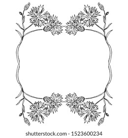 Isolated vector illustration. Oval floral frame with cornflower branches. Hand drawn sketch. Black and white linear silhouette.