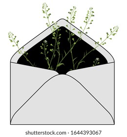 Isolated vector illustration. Paper envelope with branch of shepherd's purse inside. 