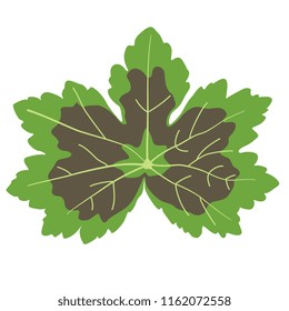 Isolated vector illustration of Pelargonium or Geranium leaf. Flat cartoon style. 