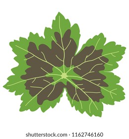 Isolated vector illustration of Pelargonium or Geranium leaf. Flat cartoon style. 