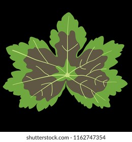 Isolated vector illustration of Pelargonium or Geranium leaf. Flat cartoon style. On black background.