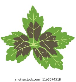 Isolated vector illustration of Pelargonium or Geranium leaf. Flat cartoon style. On black background.
