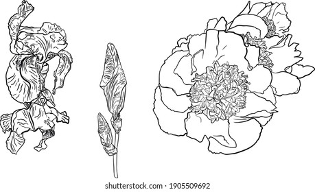 Isolated vector illustration of peony, iris set. Floral illustration for printing, blank for designers, florists, textiles