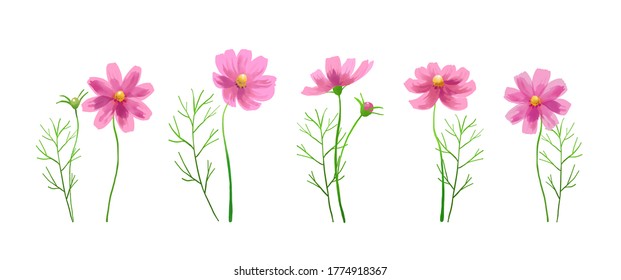 Isolated vector illustration of pink cosmos flowers. Hand painted watercolor background. Concept for autumn.