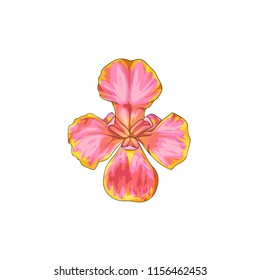 Isolated vector illustration of a pink iris flower, top view.