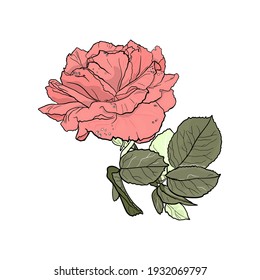 Isolated vector illustration of a pink rose with leaves on a white background. Rose drawing blank for designer, icon, blog, fashion illustration
