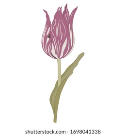 Isolated vector illustration. Pink tulip flower.