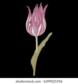 Isolated vector illustration. Pink tulip flower. On black background.