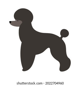 Isolated vector illustration of a Poodle dog