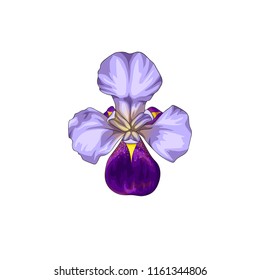 Isolated vector illustration of a purple-white iris flower, top view.