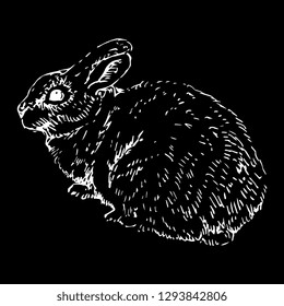 Isolated vector illustration. Pygmy rabbit. (Brachylagus idahoensis). Hand drawn linear ink sketch. White silhouette on black background. Scratch art style.