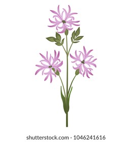 Isolated vector illustration of a Ragged Robin plant. Lychnis Flos-cuculi. Coronaria flos-cuculi.