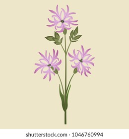 Isolated vector illustration of a Ragged Robin plant. Petite Jenny flower. Lychnis Flos-cuculi. Coronaria flos-cuculi.