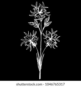 Isolated vector illustration of a Ragged Robin plant. Petite Jenny flower. Lychnis Flos-cuculi. Coronaria flos-cuculi. Hand drawn linear sketch. White silhouette on black background.
