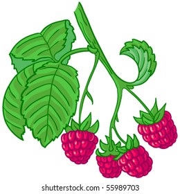 Isolated vector illustration of raspberry branch