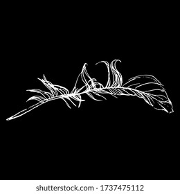 Isolated vector illustration. Raven's feather. Birds's quill. Hand drawn linear doodle sketch. White silhouette on black background.