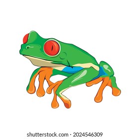 Isolated vector illustration of red eyed tree frog. Green wild amphibian. Colorful tropical toad.