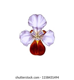 Isolated vector illustration of a red-white iris flower, top view.