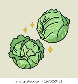 Isolated vector illustration of ripe fresh green cabbages