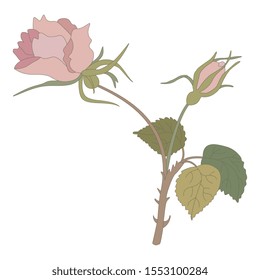 Isolated vector illustration. Rose branch with flower and bud. Vintage style.