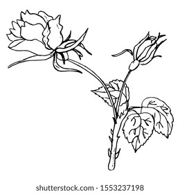 Isolated vector illustration. Rose branch with flower and bud. Vintage style. Hand drawn linear sketch. Black silhouette on white background.