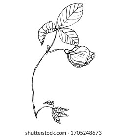 Isolated vector illustration. Rose branch with bud flower. Hand drawn linear doodle ink sketch. Black silhouette on white background.