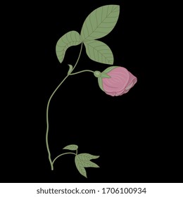 Isolated vector illustration. Rose branch with bud flower. 