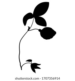  Vektorillustration einzeln. Rosenzweig mit Knospenblume. Schwarze Silhouette auf weißem Hintergrund.