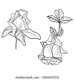 Isolated vector illustration of rose flowers. Isolated botanical drawing for printing on postcards, blank for designers, florists, wedding