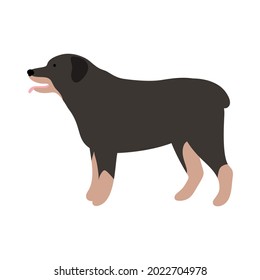 Isolated vector illustration of a Rottweiler dog